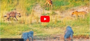 Video of Hiran and Magarmach | Hyenas, crocodiles and leopards are after the life of a lone deer.