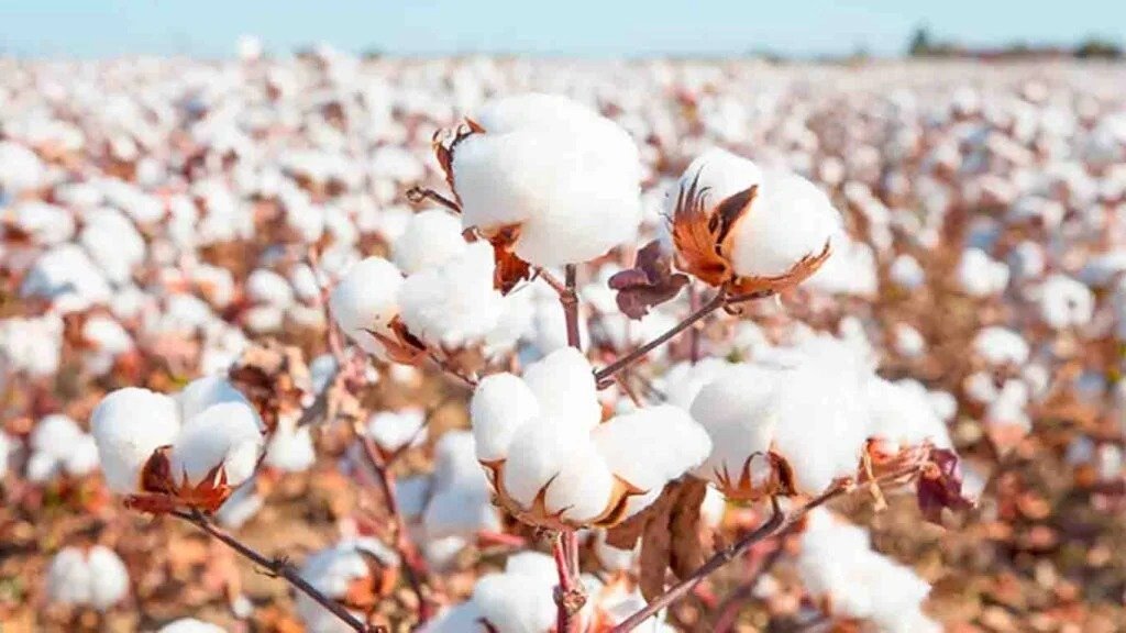 Cotton Farming There will be a bumper increase in the yield from this new variety of cotton, you will become rich