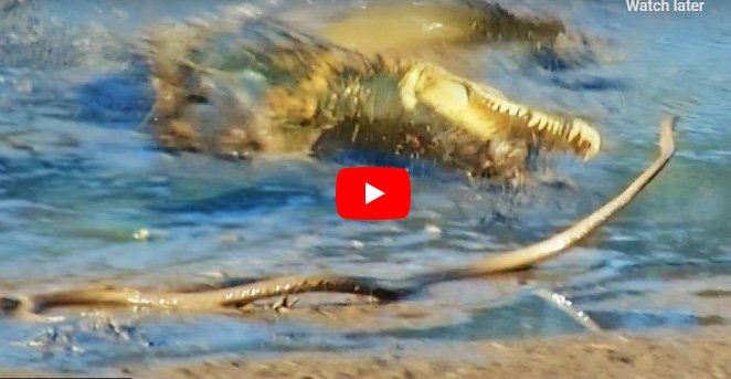 Video of Magarmach and Snake | Dreaded crocodile made snake its prey in water