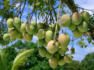 Mango Farming | Mango tree yields more one year and less the next year