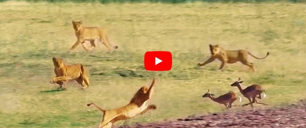 Sher Aur Hiran Ka Video: शेरों के झुंड ने बेचारे हिरण को बनाया अपना शिकार