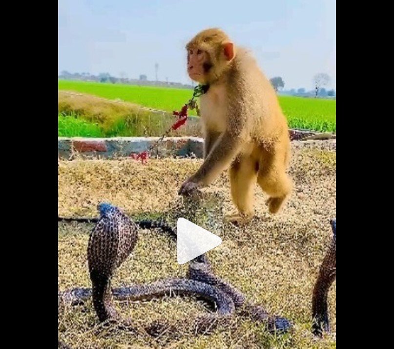 Nag aur Bandar ka Video - नागराज के साथ बंदर का अनोखा खेल 
