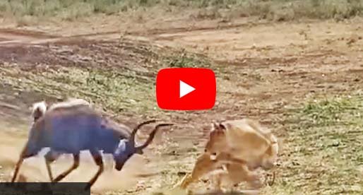 Sher Hiran Aur Magarmach | A lone deer surrounded by two ferocious animals