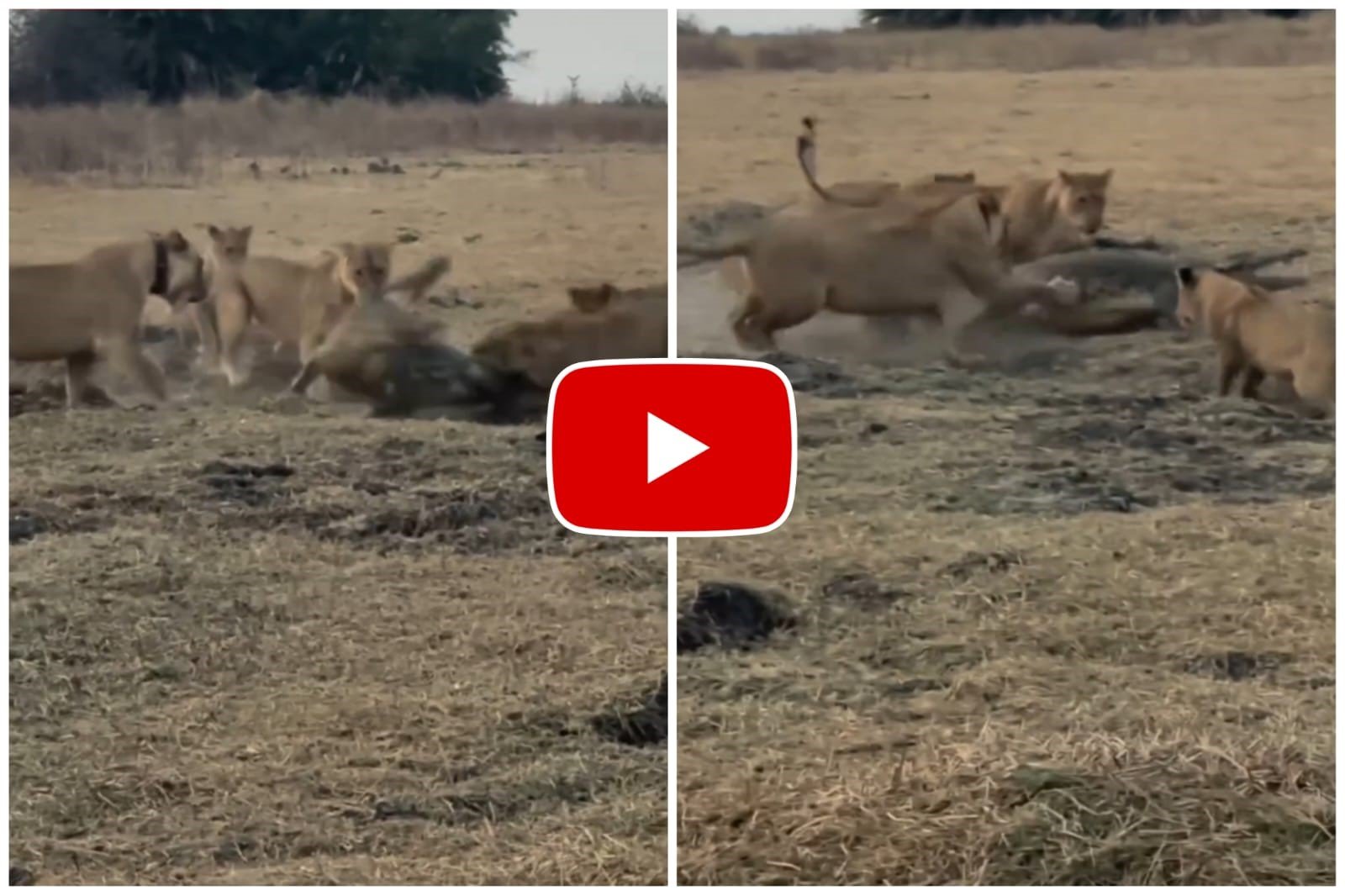Sher Aur Magarmach Ka Video: शेरो के झुण्ड ने अकेले मगरमच्छ को बनाया शिकार