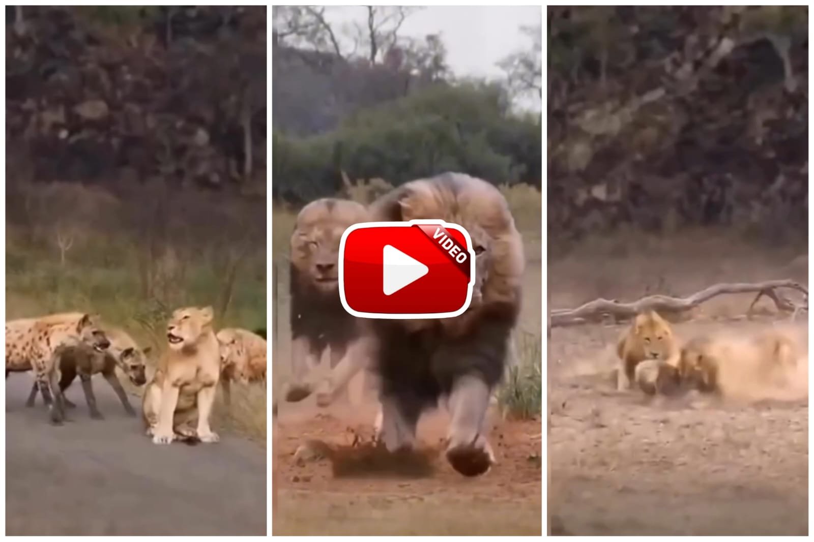 Sher Ka Video - The hyenas were dominating the lioness, then the lion came and threatened them.