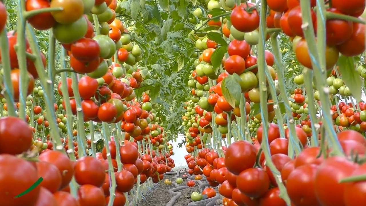 Variety of Tomato | New variety of Golden Cherry Tomato-2 will give more profits to farmer brothers