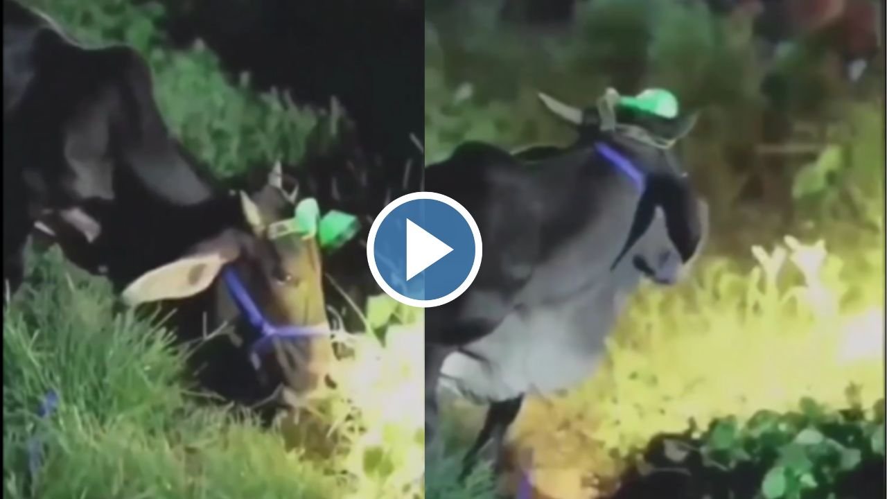रात में पशुओ को चराने के लिए शख्स ने भिड़ाया खुरापाती जुगाड़, वीडियो देख लोग रह गए हक्के-बक्के
