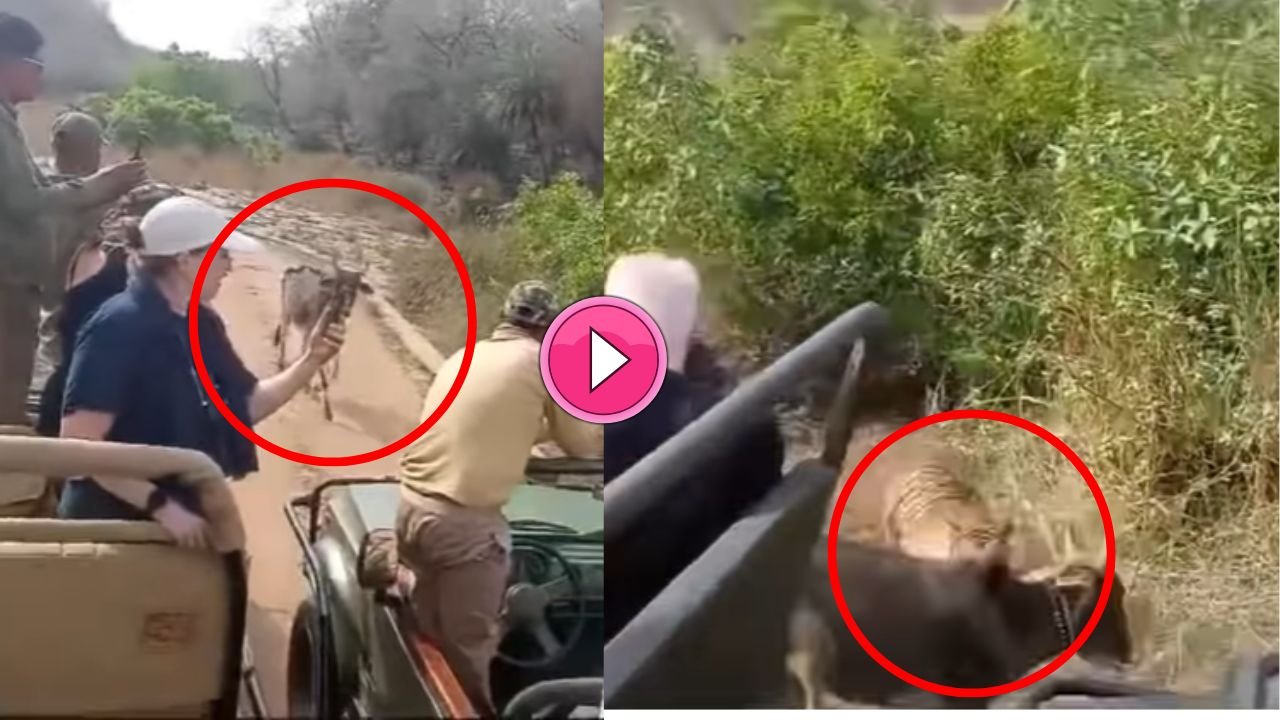 जंगल सफारी करने गये पर्यटकों के सामने शेर ने किया गाय पर हमला, यह नज़ारा देख पर्यटकों के उड़े होश, देखे वीडियो
