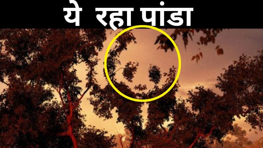 Optical illusion: फोटू के आड़ में हैं पांडा ढूंढ निकाल लिया तो कहलाओगे छोटा बीरबल