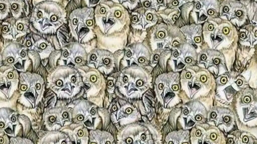 Optical illusion: नजरे हैं चील जैसे तेज तो 5 सेकंड में फोटू में खोजिये उल्लुओं की भीड़ में बिल्ली