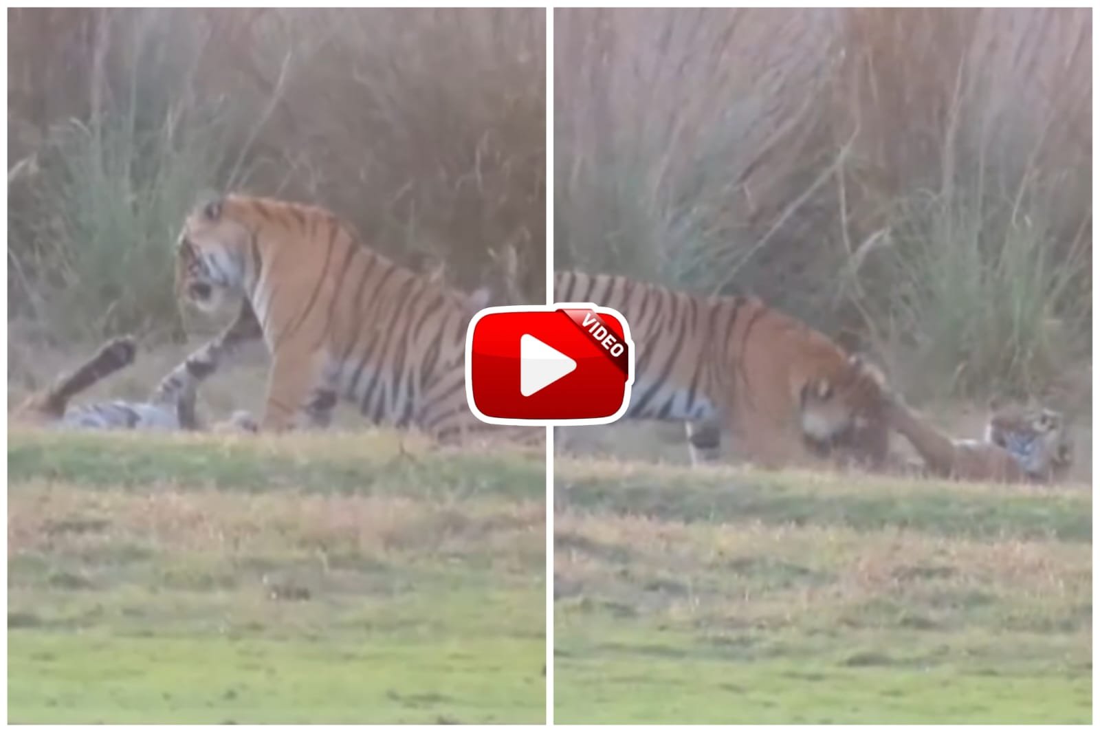 Garden Video | Tigress seen playing with her children in a fun manner