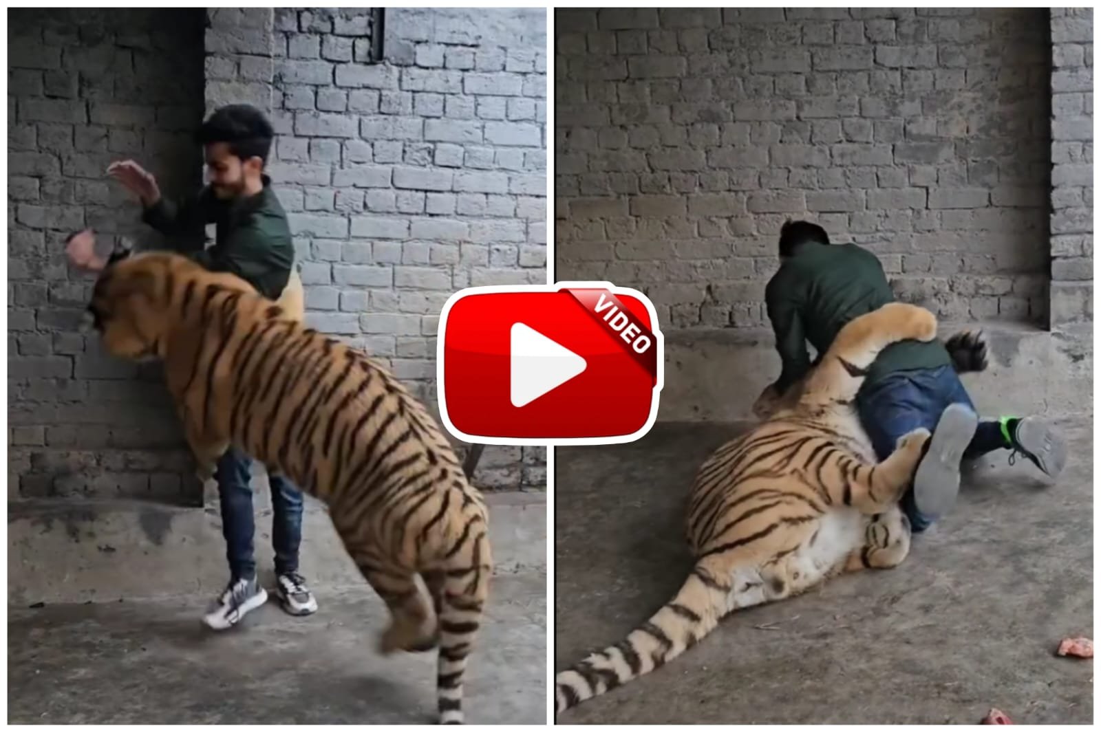 Garden Video | Ferocious tiger seen caressing a man