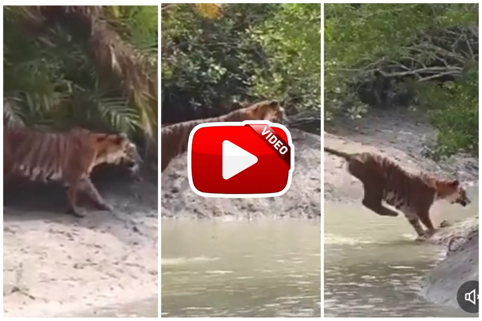 Garden Video | The dreaded tiger took a long leap to cross the river in the forest.
