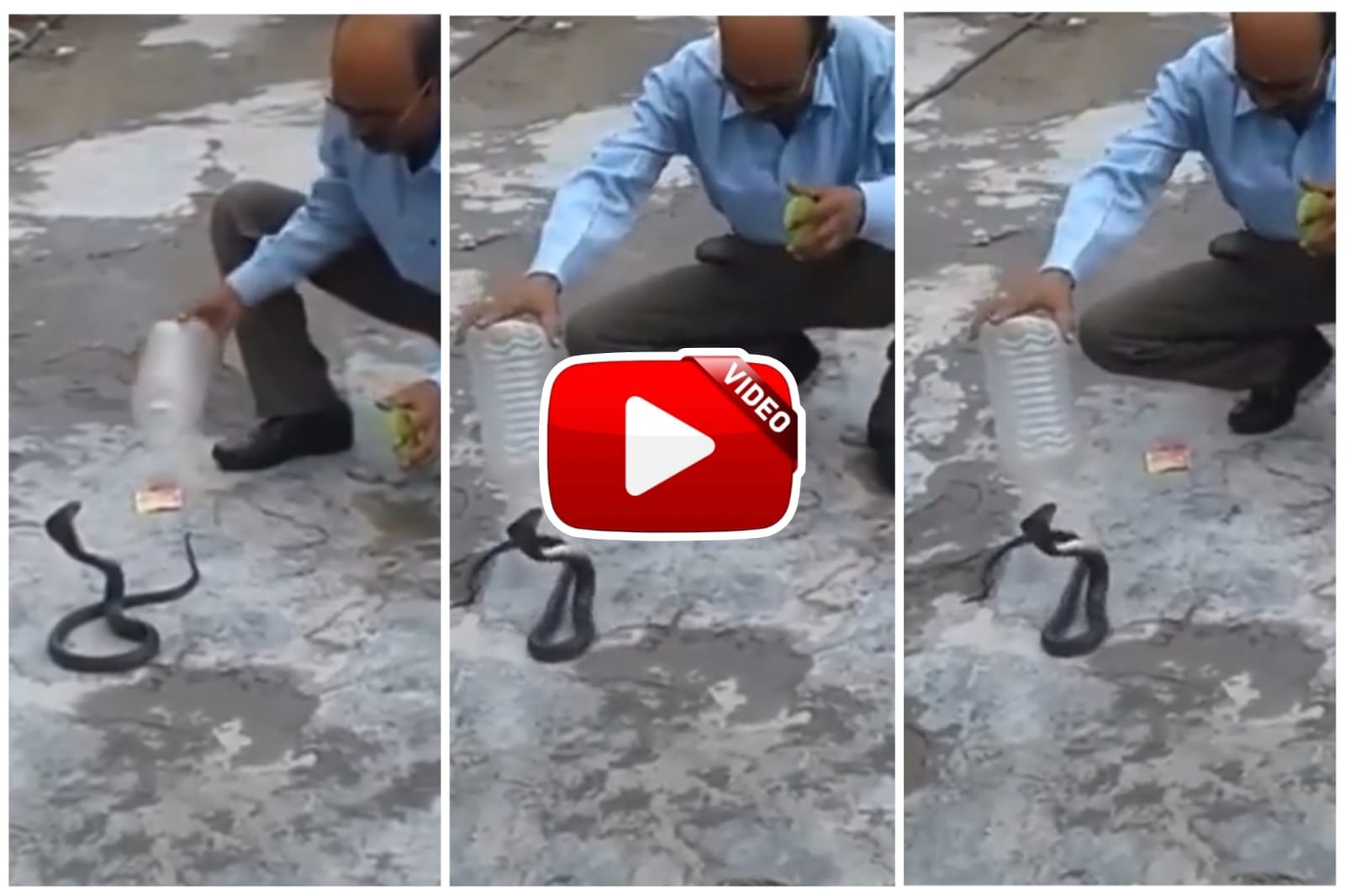 Cobra Ka Video | Uncle rescues Nagraj sitting with his hood spread