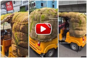 Desi Jugaad | To get relief from the heat, the auto driver grew grass on the auto itself.