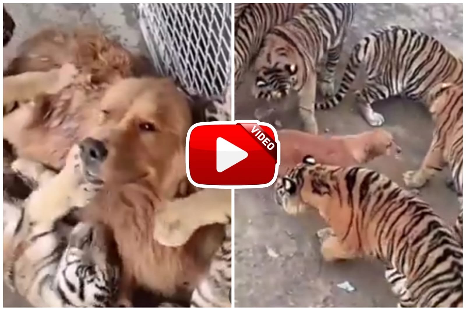 Bagh Aur Doggy Ka Video | Dog looked after tiger cubs like his own children