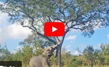 Elephant Video | Angry Gajraj destroyed the giant tree