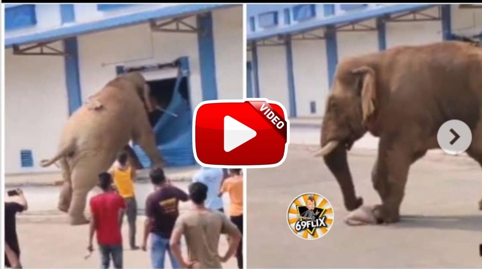 Elephant Video | Gajraj sir created ruckus in the warehouse in search of food