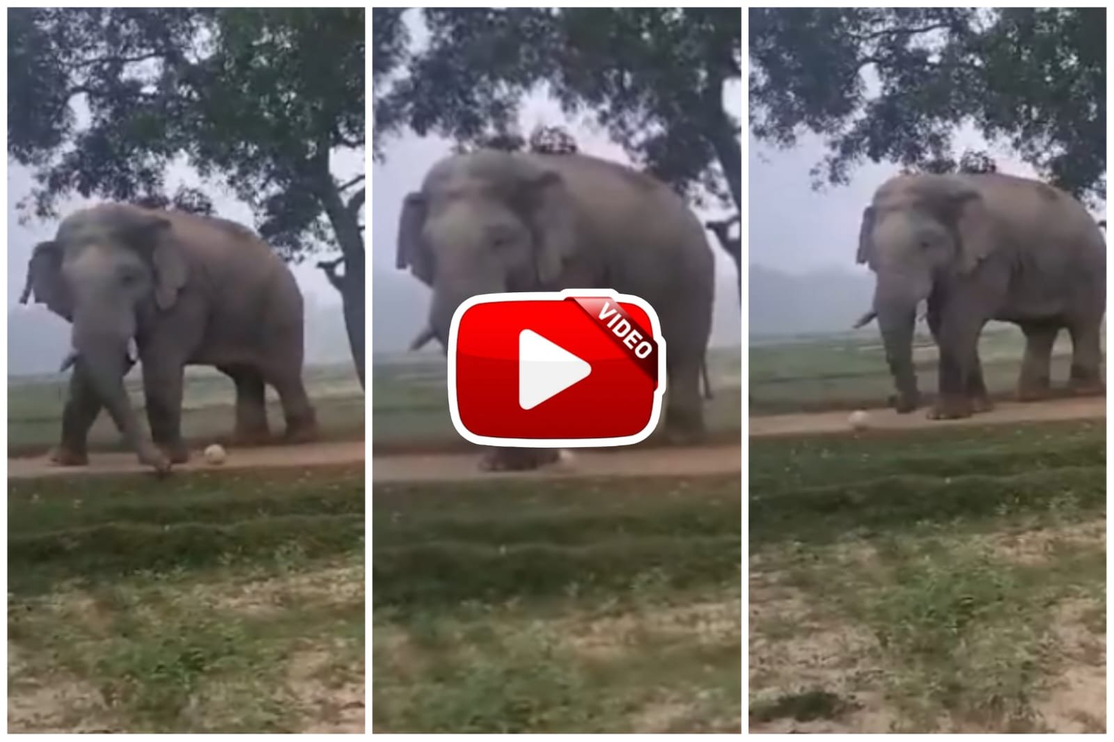 Elephant Video | Your day will be made by watching this Gajraj sir playing football with fun.