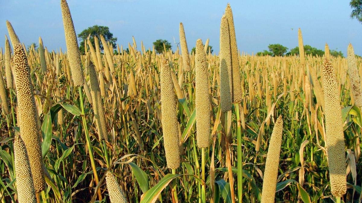 MILLET FARMING Farmers will become rich by cultivating improved varieties of millet