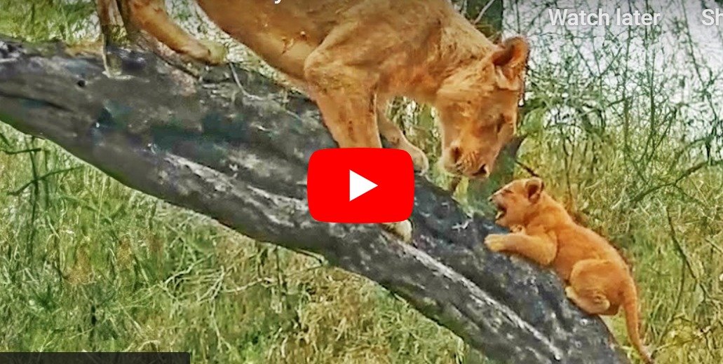 Sherni Ka Video | Lioness seen training her cubs to climb trees