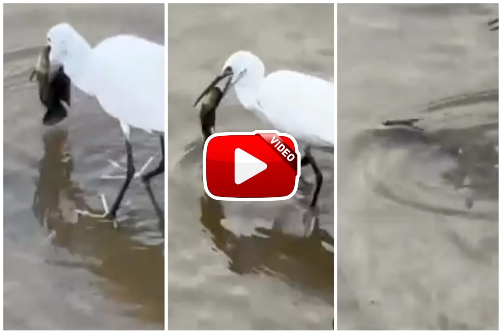 Viral Video | The heron showed generosity after seeing the fish suffering without water.