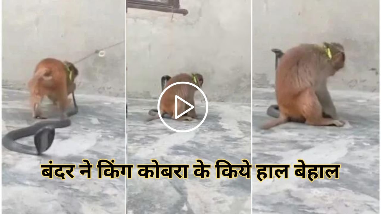 Cobra Aur Bandar Ka Video