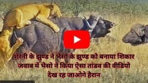 Sherni Aur Bhains Ka Video: शेरनी के झुण्ड ने भैसो के झुण्ड को बनाया शिकार जवाब में भैसो ने किया ऐसा तांडव की वीडियो देख रह जाओगे हैरान
