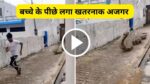 Bachhe aur Azgar Ka Video: बच्चे के पीछे लगा खतरनाक अजगर वीडियो देख आप भी रह जाओगे भौचक्के