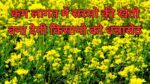 कम लागत में सरसो की खेती बना देगी किसानो को धन्नासेठ! इस आसान तरीके से करे Sarso Ki Kheti