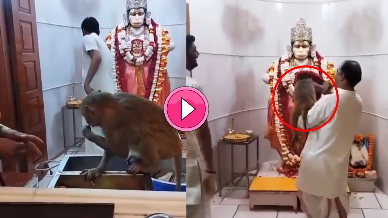 Viral Video हनुमान जी के मंदिर में वानर ने दिखाया अद्भुत 'चमत्कार', जिसे देख दंग रह गए श्रद्धालु