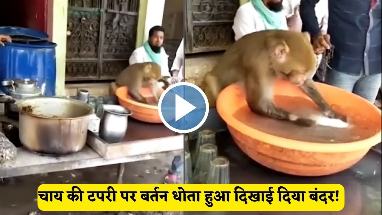 Viral Video चाय की टपरी पर बर्तन धोता हुआ दिखाई दिया बंदर! जिसे देख पब्लिक हुई हैरान