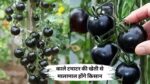 काले टमाटर की खेती से बन जाओगे लखपति, इस आसान तरीके से करे काले टमाटर की खेती