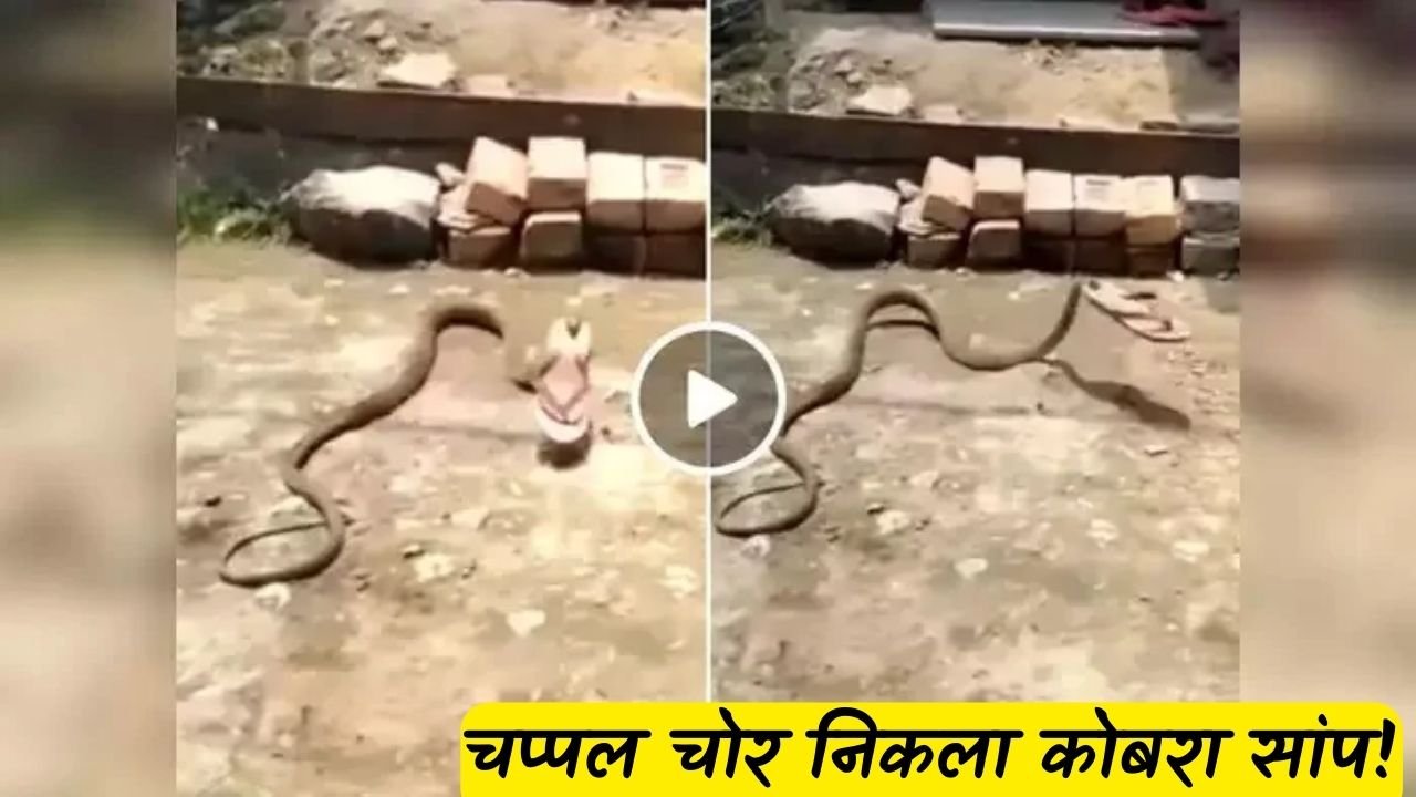 Kobra Saanp Ka Video: चप्पल चोर निकला कोबरा सांप! वीडियो देख दंग रह गई पब्लिक