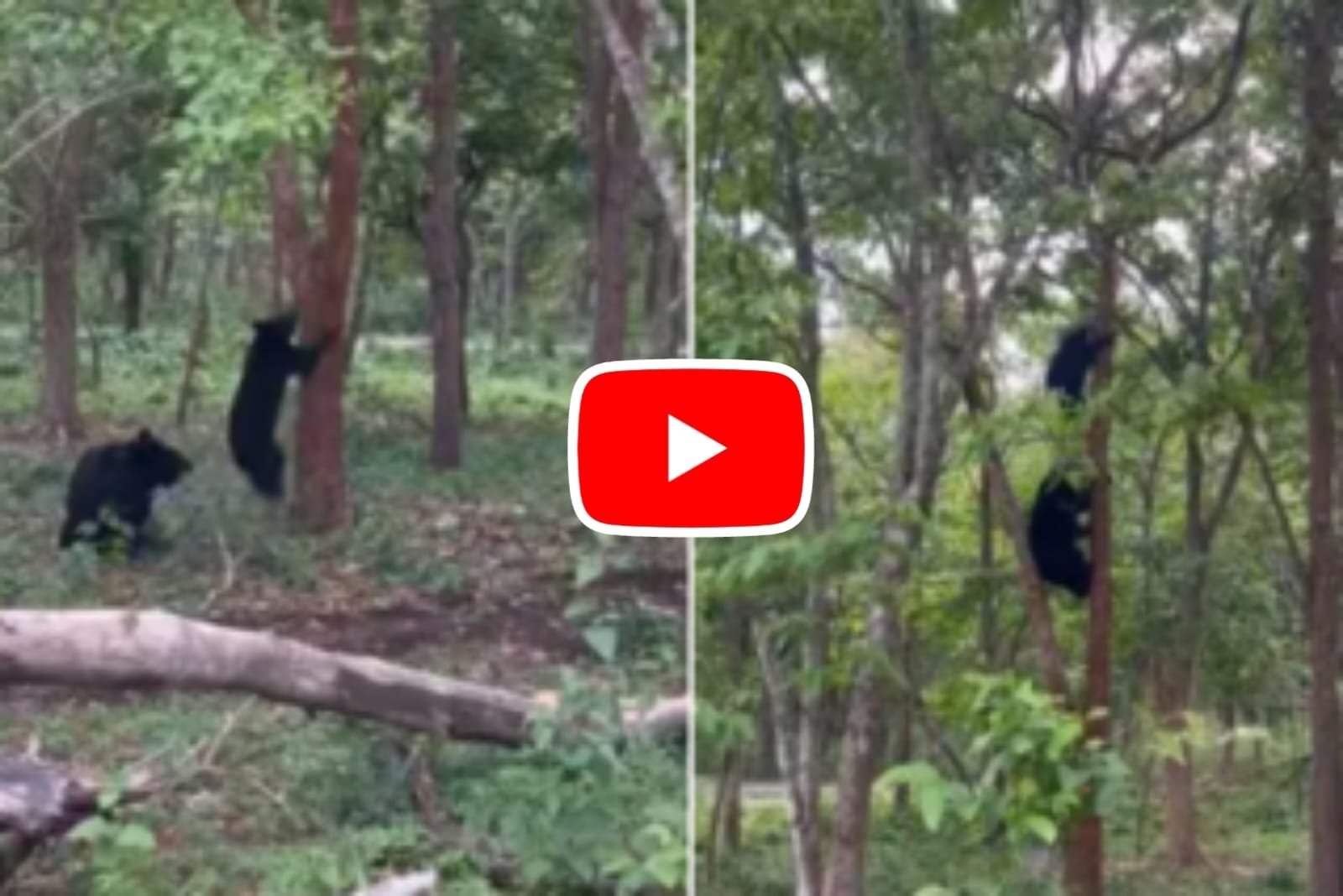 Bear Video | Video of bear coming down from the tree in a fun style