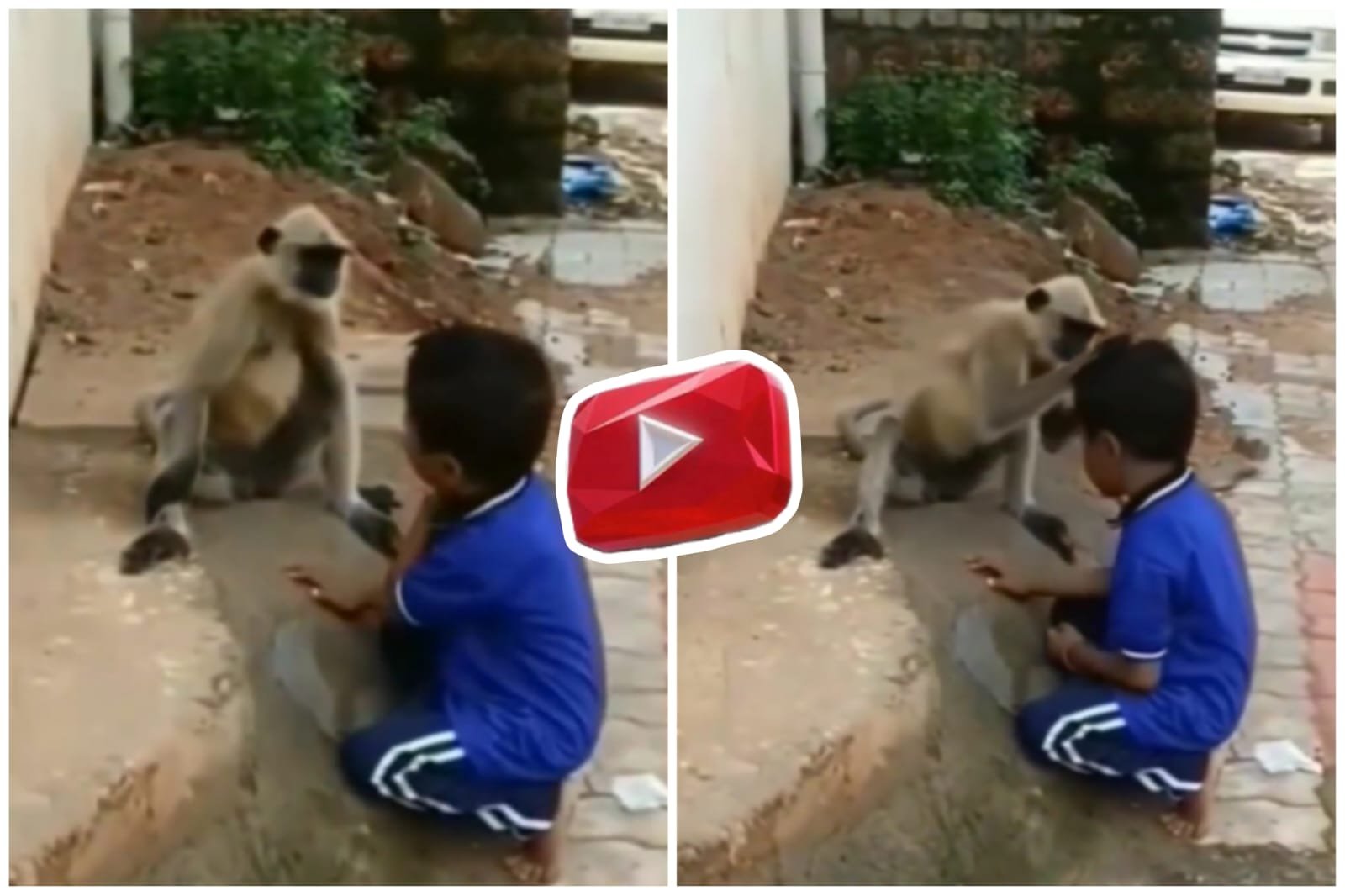 Funny Video | This intelligent boy got the job done by the langur