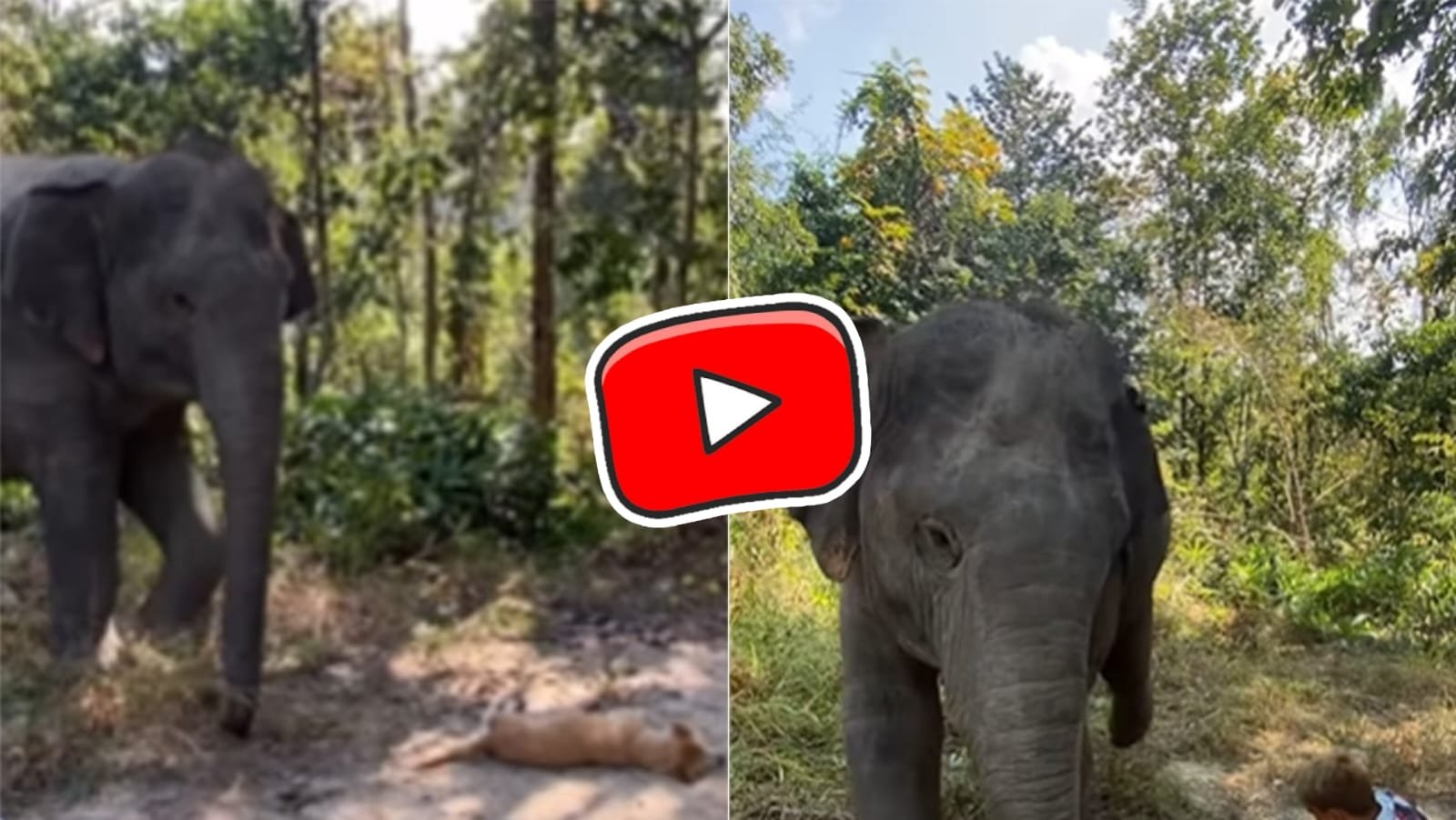 Hathi Ka Video: Sleeping dog fell in front of Gajraj, then what the elephant did is surprising