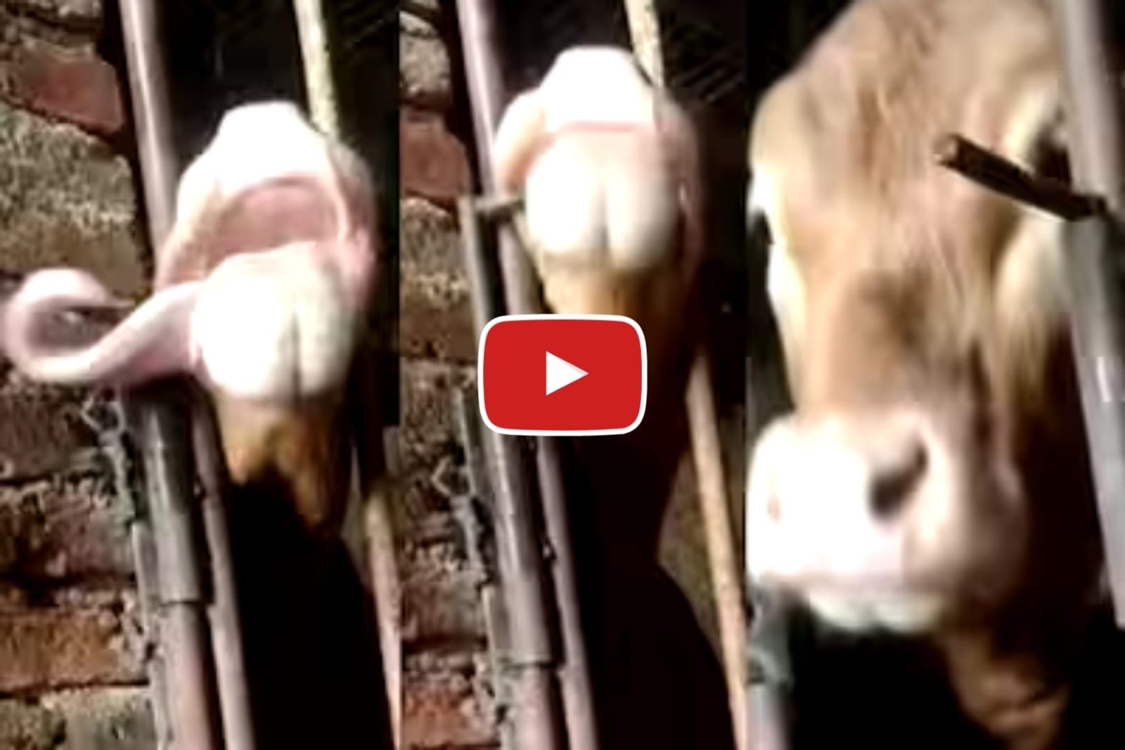 Jugaad Ka Video: The cow opened the gate with its own tongue by applying Jugaad.