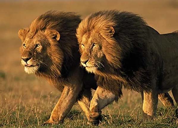 Jungle News: These 7 animals present in the jungle can dominate even the lion.