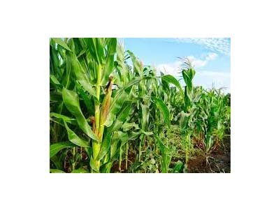 Kheti Kisani: Maize cultivation, profitable option, these precautions are necessary