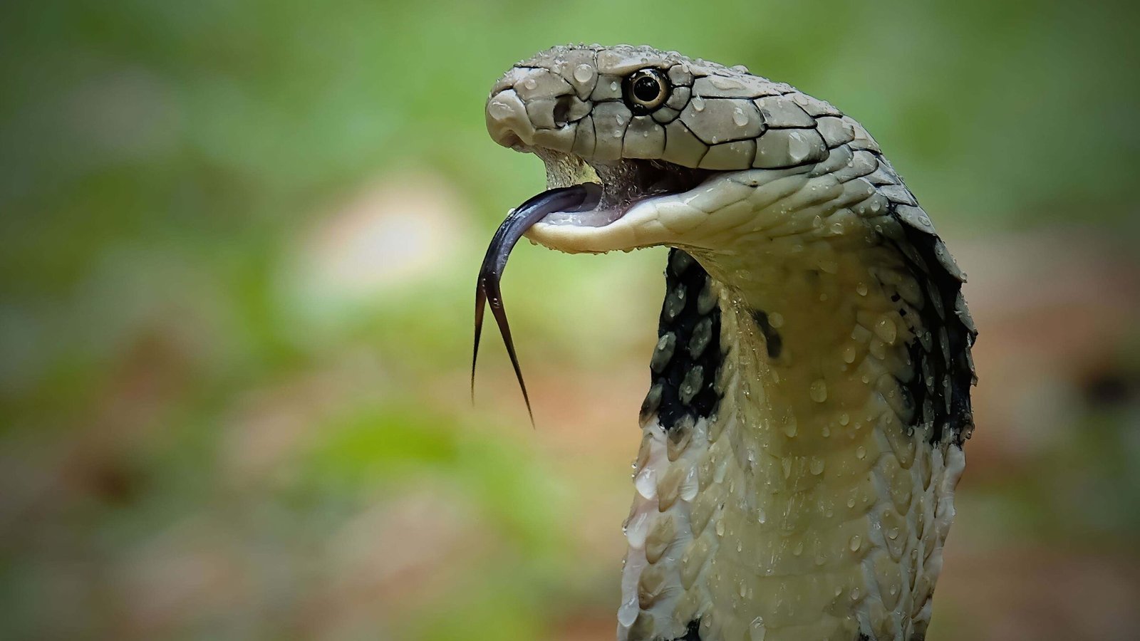 After all, at what speed does King Cobra chase its prey?