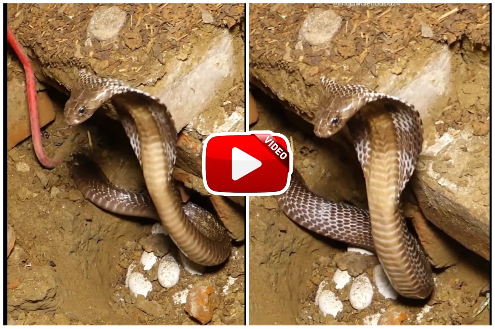 Naagin Ka Video | The serpent was seen furious and protecting the eggs.