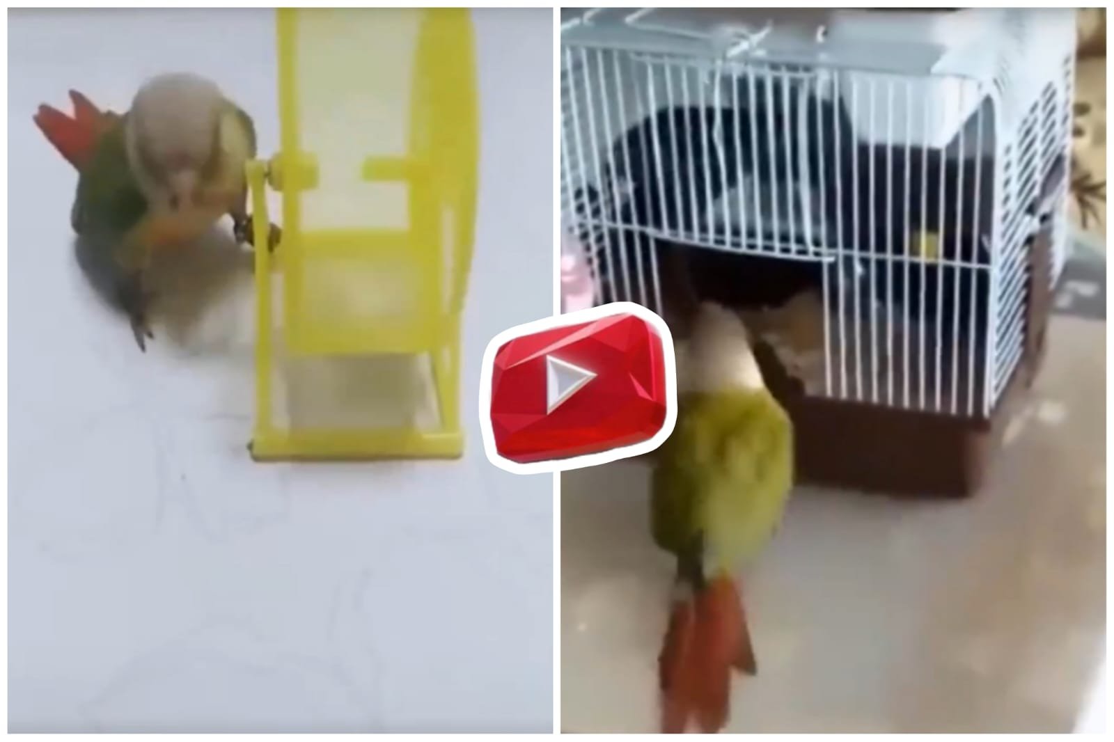 Parrot and Rat | First made the rat rotate in a circle, then locked it in the cage