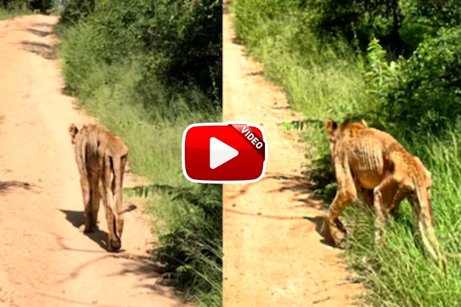 Sher Ka Video | World's thinnest lion seen on social media