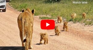 Sherni Ka Video | The cubs reached their mother with small steps in a very cute manner.