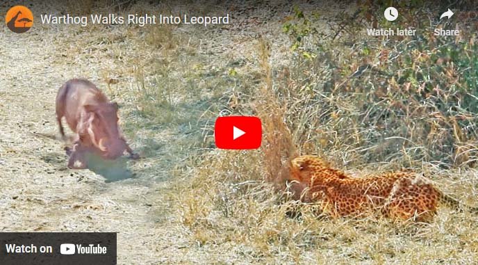 Leopard and wild boar: The leopard sitting in ambush did all the work of the wild boar in one stroke.