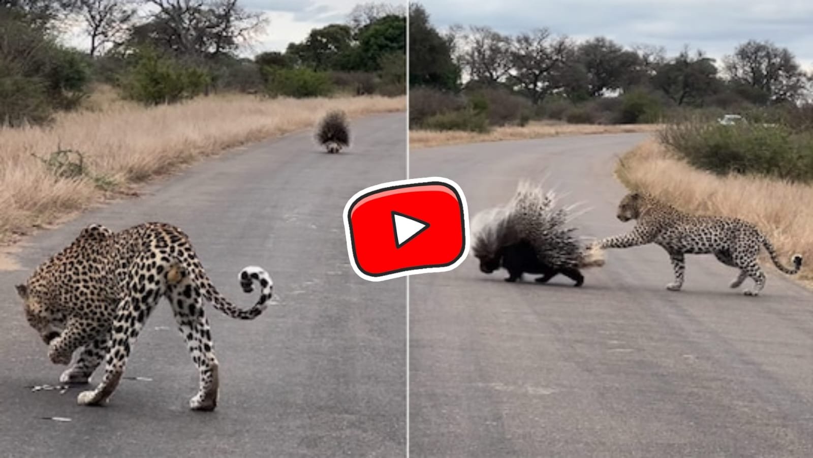 Video of Leopard: Leopard encountered a thorny creature, did not give up even after getting injured