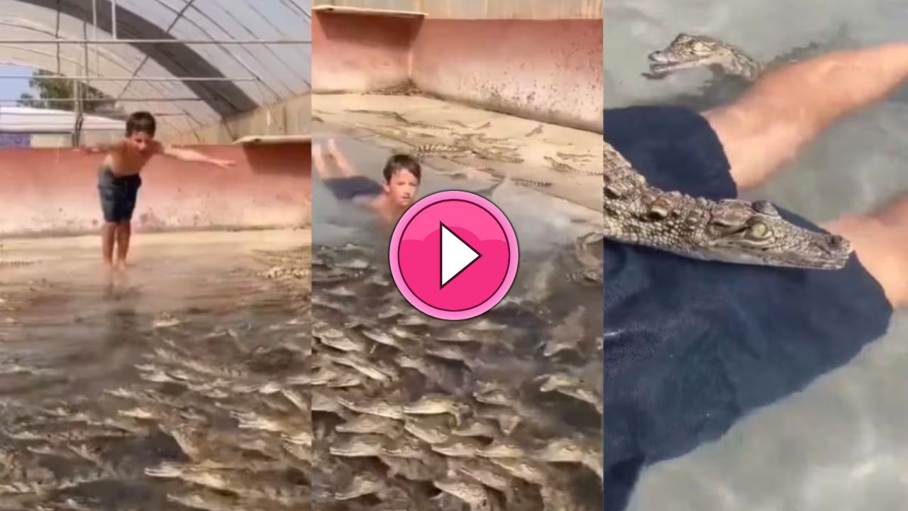 मगरमच्छों से भरे तालाब में कूद गया बच्चा! फिर जो हुआ...देखे दिल दहला देने वाला वीडियो