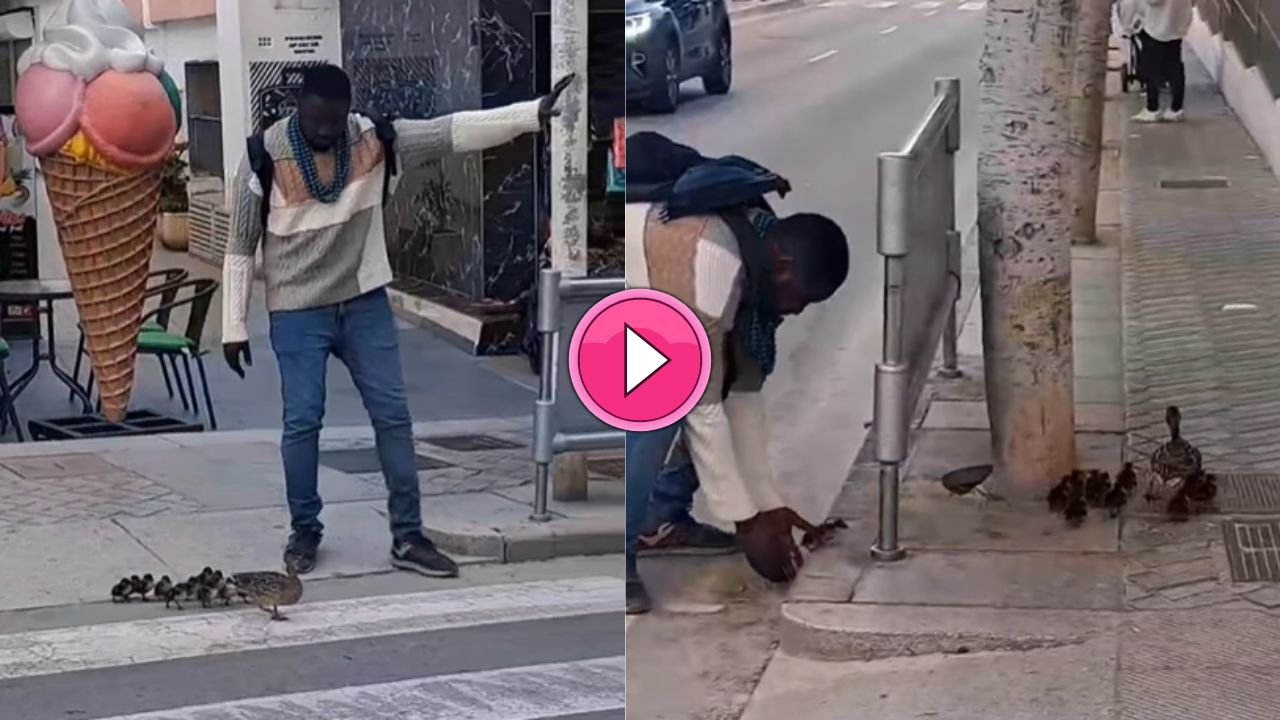 Viral video नेकदिल इंसान ने बत्तखों के झुण्ड को करवाई सड़क पार, वीडियो देख आप भी हो जाओगे खुश