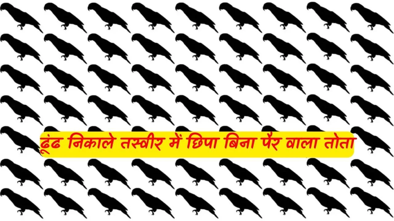 Optical Illusion: पैरों वाले तोतों के झुंड में छिपा है बिना पैरो का तोता, ढूंढ लिया तो कहलाओगे आज के जमाने का आइंसटाइन